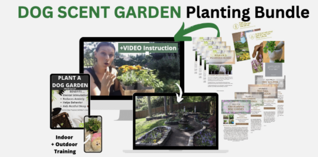 plant a dog garden, DIY pet garden, garden with your dog, dog safe plants